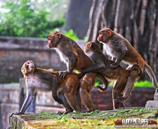 Gambar monyet lawak